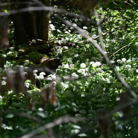 Tworkovský les (Tworkov Forest) 