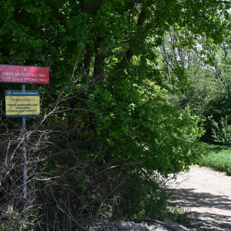 Tworkovský les (Tworkov Forest) 